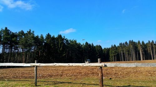 Trees against blue sky