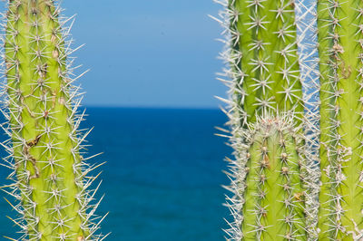 Close-up of succulent plant