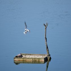 Seagull flying over lake