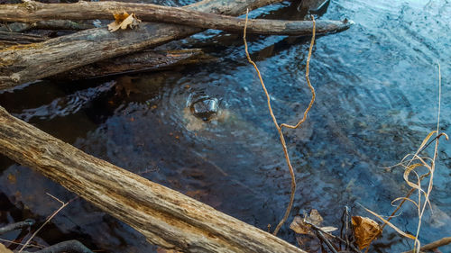 Close-up view of leaves