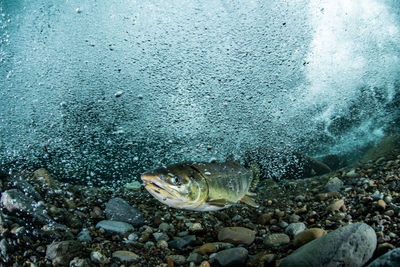 Pink salmon's run in rausu, hokkaido , japan