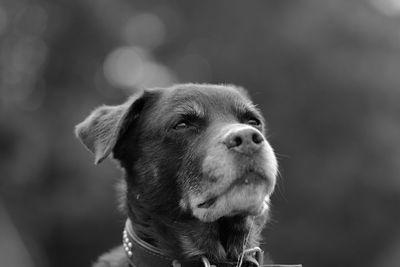 Close-up portrait of a dog