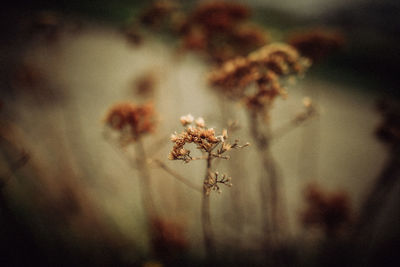 Close-up of wilted flower on field