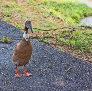 View of pigeon on footpath