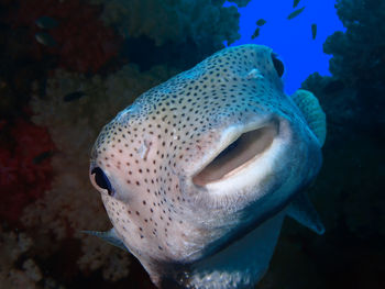 Close-up of fish swimming in aquarium