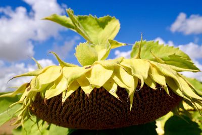 Close-up of sunflower plant against sky