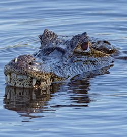 Alligator into the river