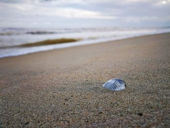 Close-up of seashell on beach