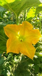 Close-up of yellow flower blooming outdoors