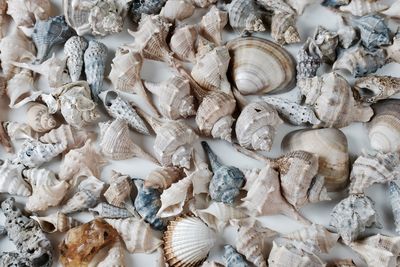 Close-up of seashells