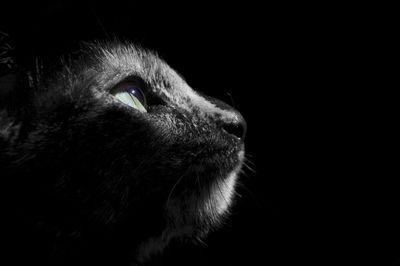 Close-up of cat against black background