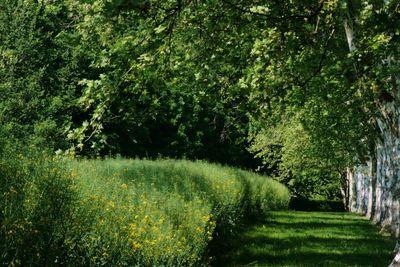 Scenic view of flowering trees on land