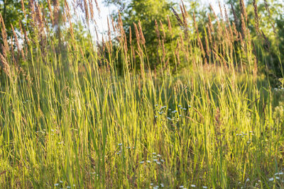 Plants growing on field