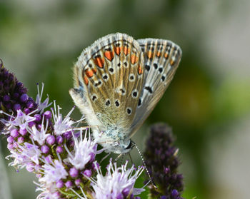 Close-up of butterfly pollinating flower