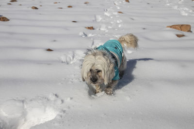 High angle view of a dog in snow
