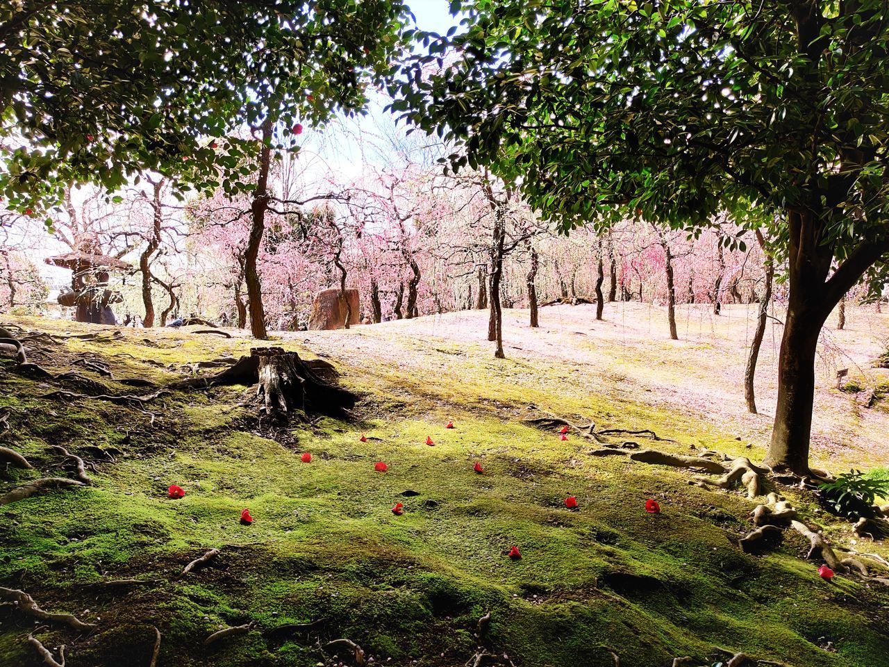 SCENIC VIEW OF PINK AND TREES IN PARK