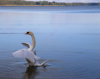 One swan flapping wings at schaalsee, germany