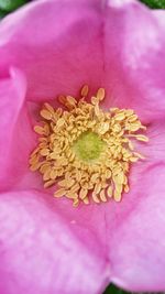 Close-up of pink flowers