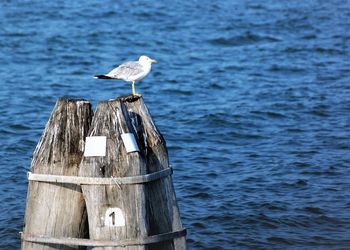 Seagull perching on wooden post by sea