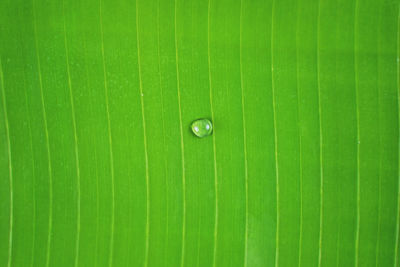 Full frame shot of wet green leaf