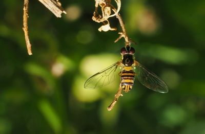 Close-up of insect