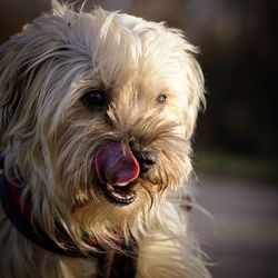 Close-up portrait of dog