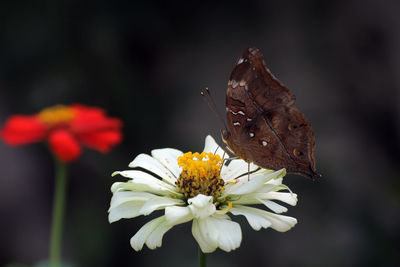 Close-up of butterfly pollinating on flower