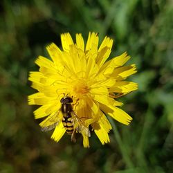 Bee pollinating flower