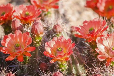 Close-up of red flowering plants