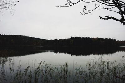 Reflection of trees in lake