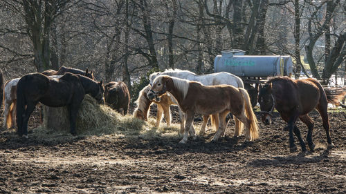 Horse standing on field