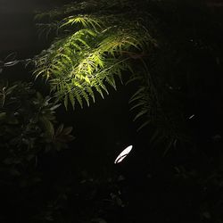 Close-up of leaf at night