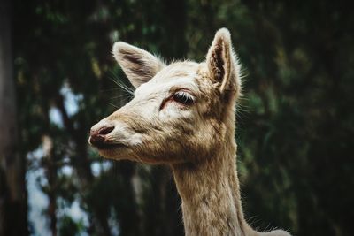 Close-up portrait of horse