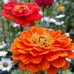 Close-up of red flower