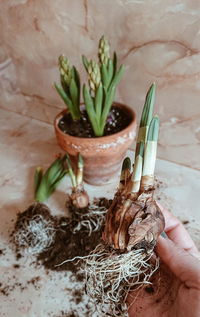 Close-up of hand holding plant