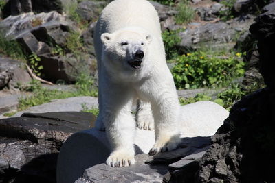 White bear on rock at zoo