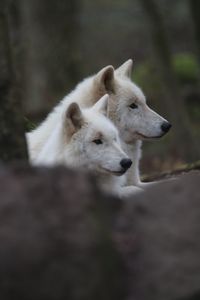 Two white wolves in the forrest 