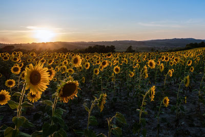 Scenic view of sunflower field against sky during sunset