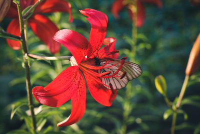 Close-up of day lily blooming outdoors