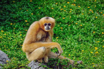 Gibbon in a zoo.