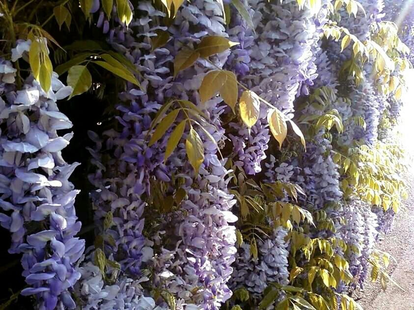 flower, plant, growth, fragility, freshness, leaf, purple, petal, nature, beauty in nature, close-up, blooming, high angle view, multi colored, flower head, blue, no people, outdoors, day, in bloom