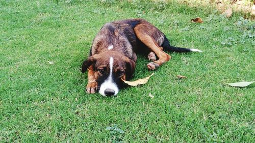 High angle portrait of dog on field