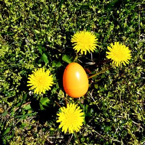 High angle view of yellow flowering plants