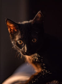 Close-up portrait of a cat