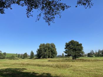 Trees on field against clear sky