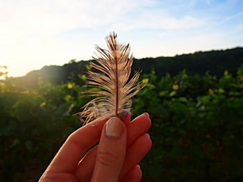 Close-up of hand holding plant against sky