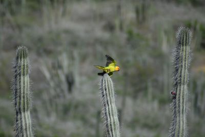 Bird perching on a field