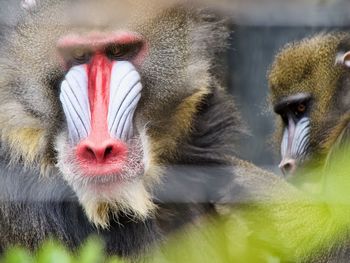 Close-up portrait of male and female mandrill looking 