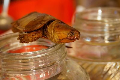 Detail shot of turtle on jar