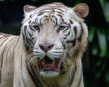 Close-up portrait of a cat